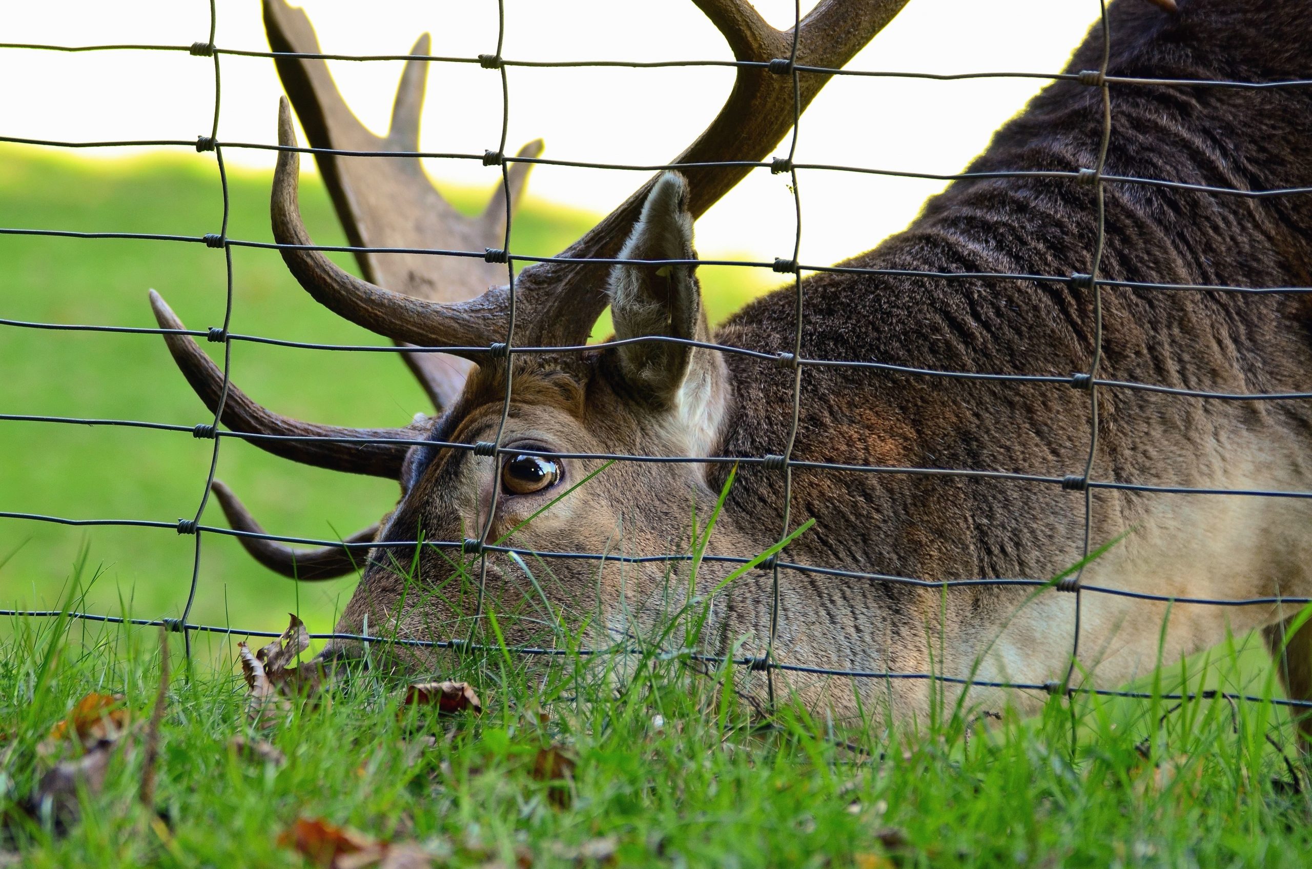 Deer behind a deer fence